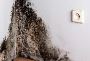 Professional Mold Removal & Remediation Experts in South Flo