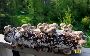 High-Quality Substrate for Mushroom Cultivation