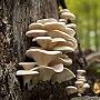  Best Grain for Mushroom Spawn: Top Picks for Successful Cul