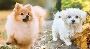 Adorable and Healthy Pomtese Puppies for Sale Near You