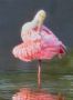 Wildlife Photos for Sale Florida