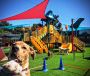 Top Dog Day Camp Near Me – Fun & Safe Adventures