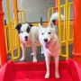 Dog Training & Grooming Services – South Bay's Best for Your