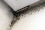 Reliable Mold removal company around Minneapolis