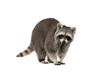 Get Expert Assistance For Raccoon Removal Mississauga 