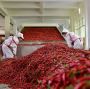 Indian Dry Red Chilli