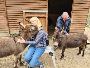 Cattles For Sale | cattles-forsale