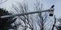 Tree Experts with Innovative Solutions for Improved Safety a