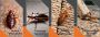 Spider Pest Control in Amravati - Pest Control Amravati