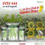 High Quality Star 444 Moong Seed for Farming by StarAgriSeed