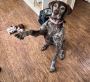 Best Calming, CBD & Joint Supplements for Dogs – Stella's SA