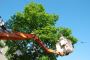 Stone Slate Stump Grinding Services | Tree Service | Landsca