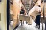 Professional Packing and Moving Services | Strong College St