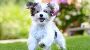 dog grooming at home hyderabad