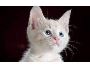 Online vet consultation