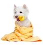 Dog grooming at home hyderabad