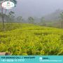 Book Darjeeling Tea Bunglow From Meilleurholidays 
