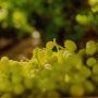 Sweet Table Grape Varieties Sweet Table Grape Varieties