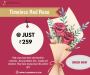Timeless Red Rose