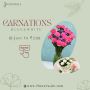 Carnations
