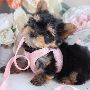 Yorkshire terrier pups. Amazing temperament