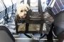Sycamore Avenue Pet Retreat | Pet Walker in Springfield