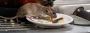 Rat Control Zetland