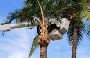 Professional Tree Removal Arborist in Sydney