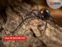 Conquering Spider Infestation: Expert Tips for Sydney Homes