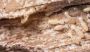 Commercial Exterminators – Professional Pest Removal for You