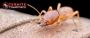 Most Effective White Ant Treatment In Sydney