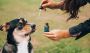 CBD For Dogs: Is CBD Oil Safe to Give Your Pup?