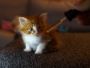 Things You Should Know About Giving CBD to Your Cat