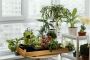 Elevate Your Summer Garden with Pro Tips!