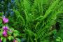 Beautiful Evergreen Flowering Plants for Your Indian Garden!