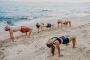 50 hour Yoga Teacher Training (Aerial)