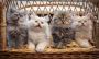 Save On Cat Things