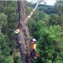 Affordable Small Tree Removal | Taylors Tree and Stump Remov