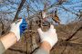 Certified Arborist Tree Care Services – Safe, Reliable & Aff