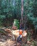Affordable Tree Stump Grinding – Call Taylors Tree and Stump