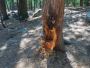 Tree Stump & Root Removal – Taylors Tree and Stump Removal