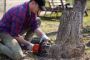 Affordable Tree Removal & Stump Grinding