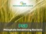 Phosphate solubilizing bacteria| Peptech biosciences | Manuf