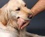 Murrieta Dog Bite Lawyer