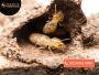 Termite Infestation Sydney: Quick and Reliable Termite Contr