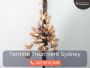 Expert Termite Eradication Services in Sydney 