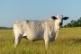 Discover Fresh Dairy and Pasture-Raised Goodness at Cow Farm