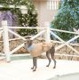 Beautiful and Practical Designer Dog Jacket from BONDIR