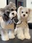 Shop Cute Dog Jackets From BONDIR!
