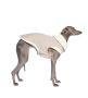 BONDIR Fashionable Finds: Fancy Dog Clothes
